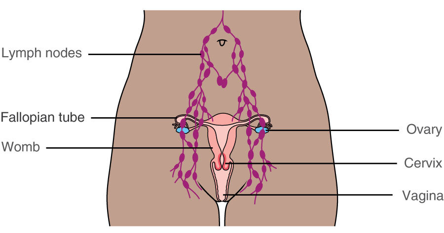 Pelvic Lymph Nodes