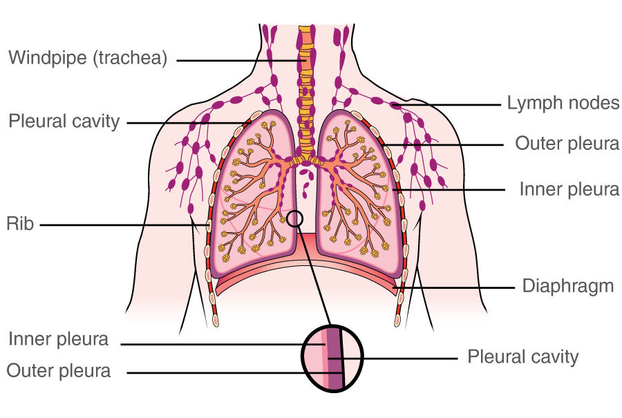 inside lungs