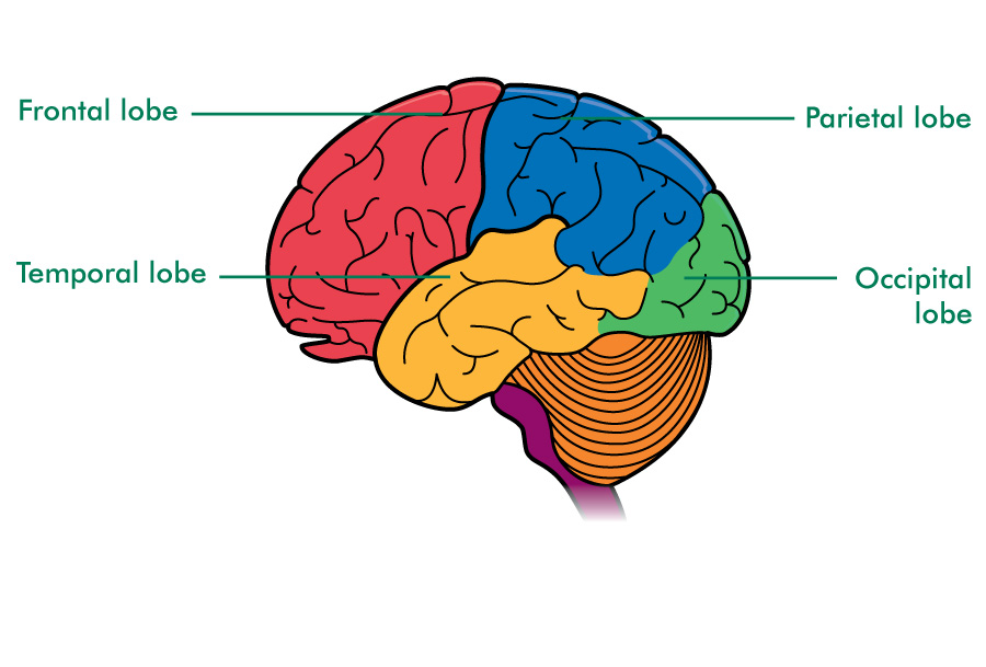 The Brain And Spinal Cord Understanding Cancer Macmillan Cancer Support