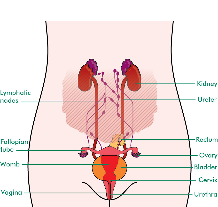 The Ovaries Fallopian Tubes And Peritoneum Understanding Macmillan