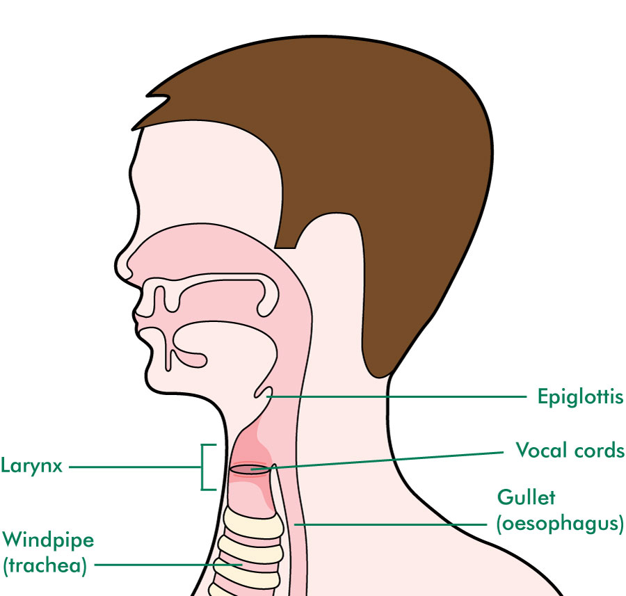 Pharynx Larynx Esophagus Anatomy