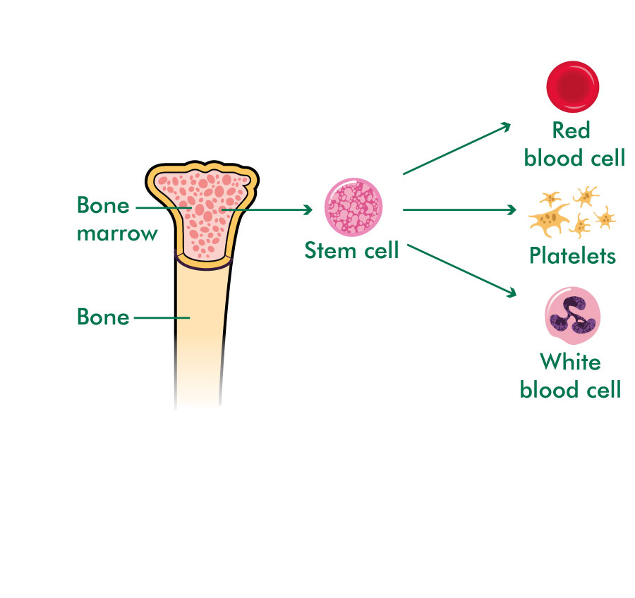 What are stem cells and bone marrow? - Information and ...