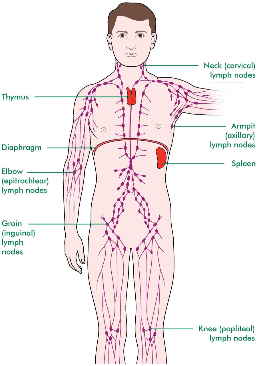 MACD213_Extended-lymphatic-system_labelled_20170118_tcm9-308533.jpg