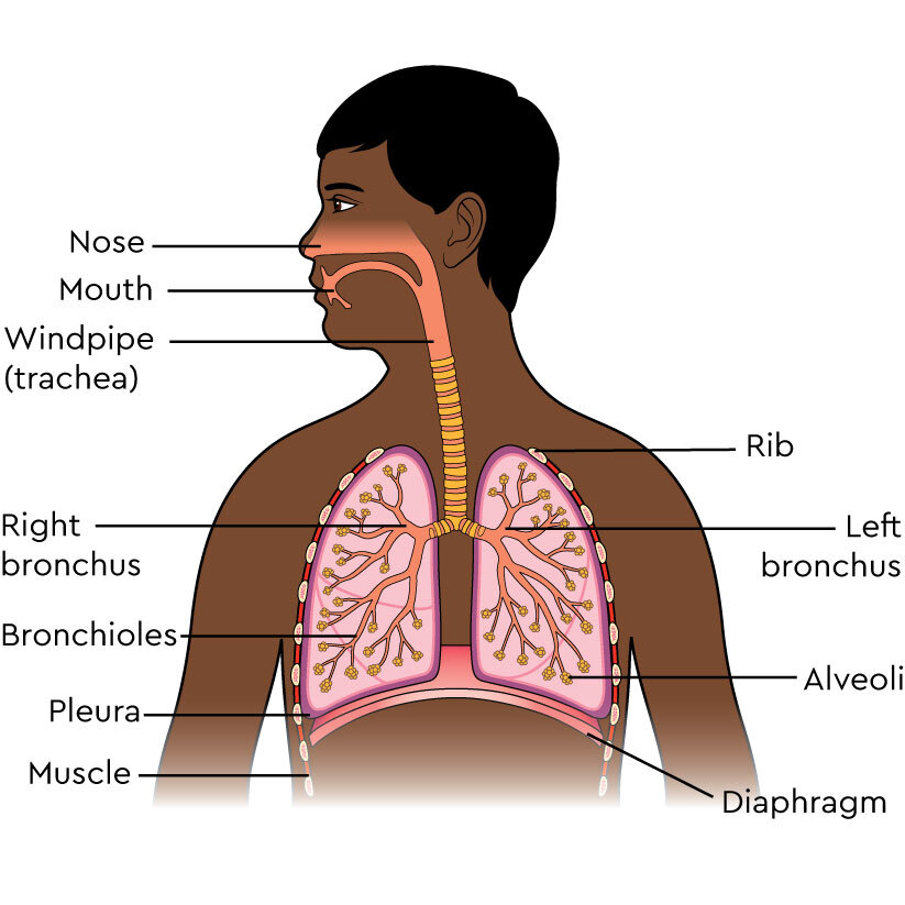 Pain in the front of your neck to the side of your windpipe?