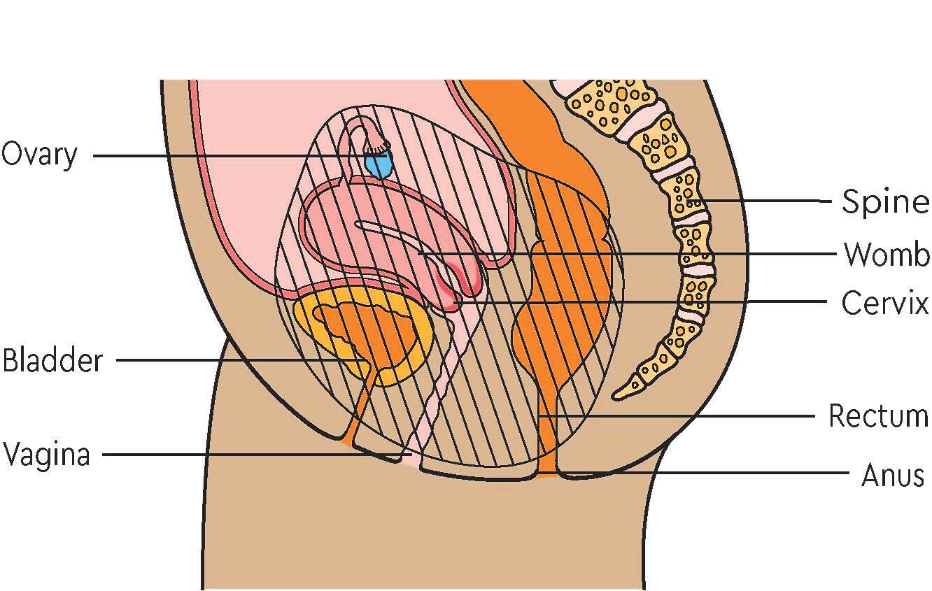 The pelvic area  Macmillan Cancer Support