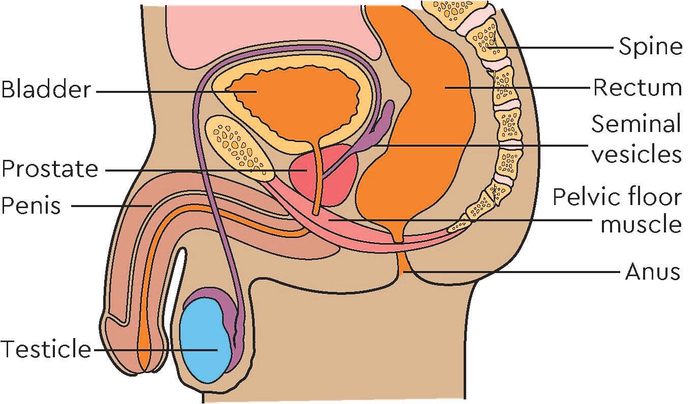 The pelvic area  Macmillan Cancer Support