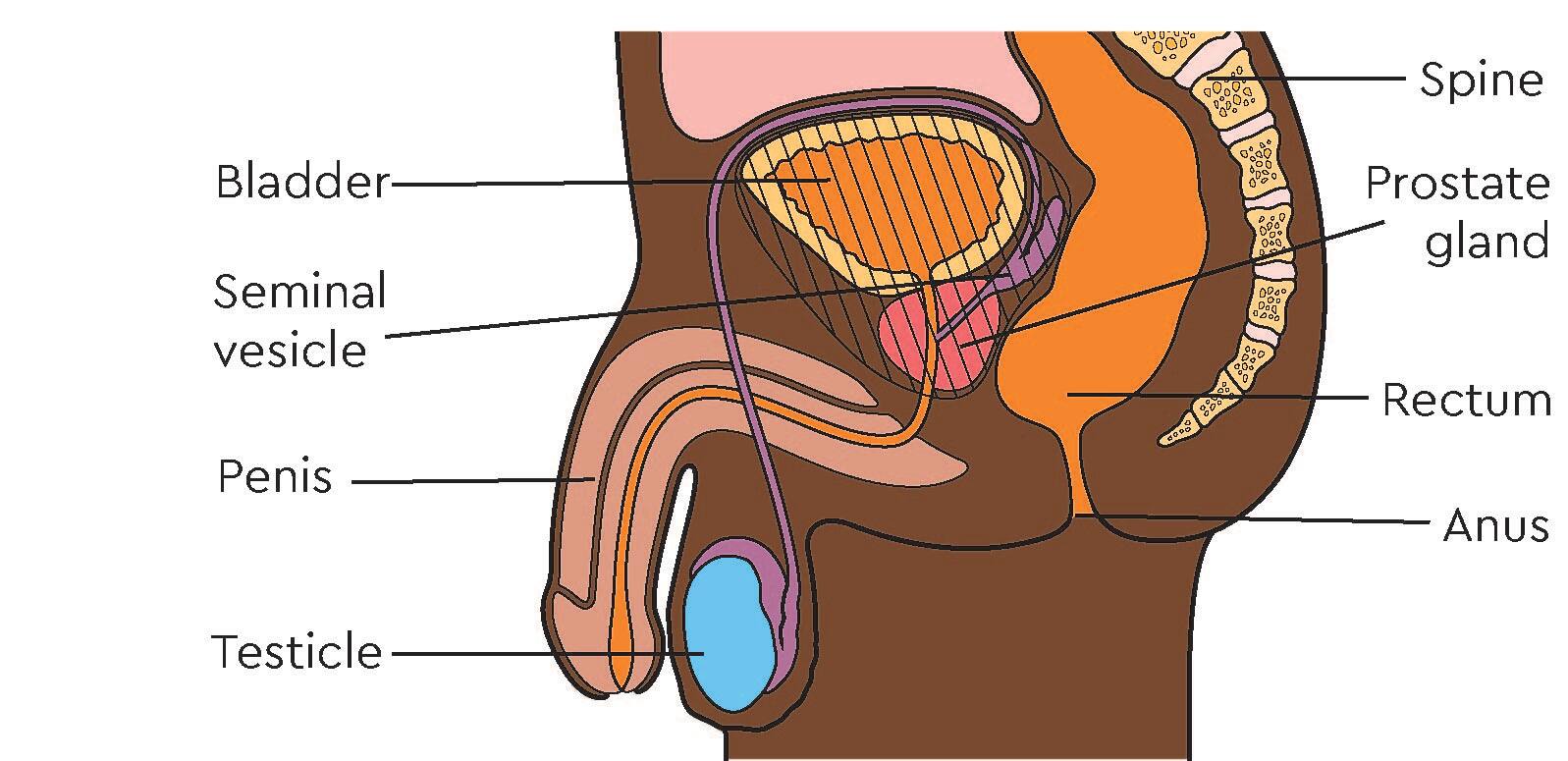 What happens to the pelvic area on a guy after skin removal? Your ques