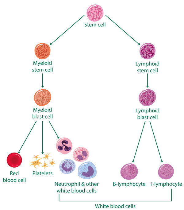 Acute lymphoblastic leukaemia (ALL) - Macmillan Cancer Support