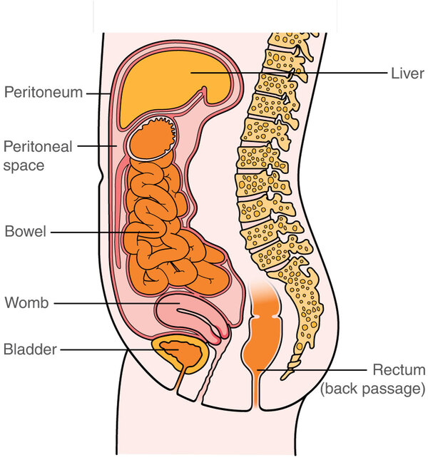 Anatomy of the Lower Abdomen - Female Side view