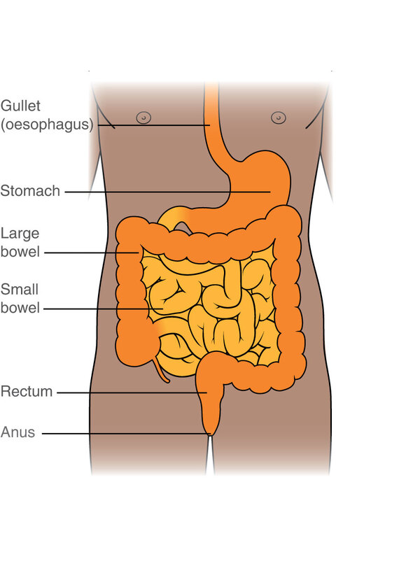 digestive system small intestine