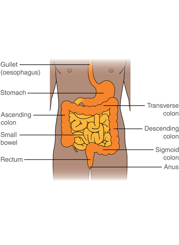 digestive system colon