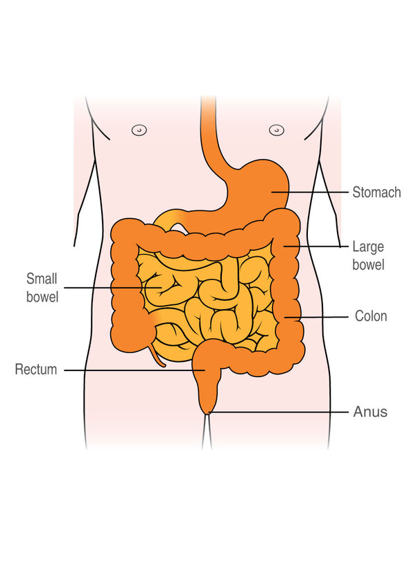 intestines diagram female