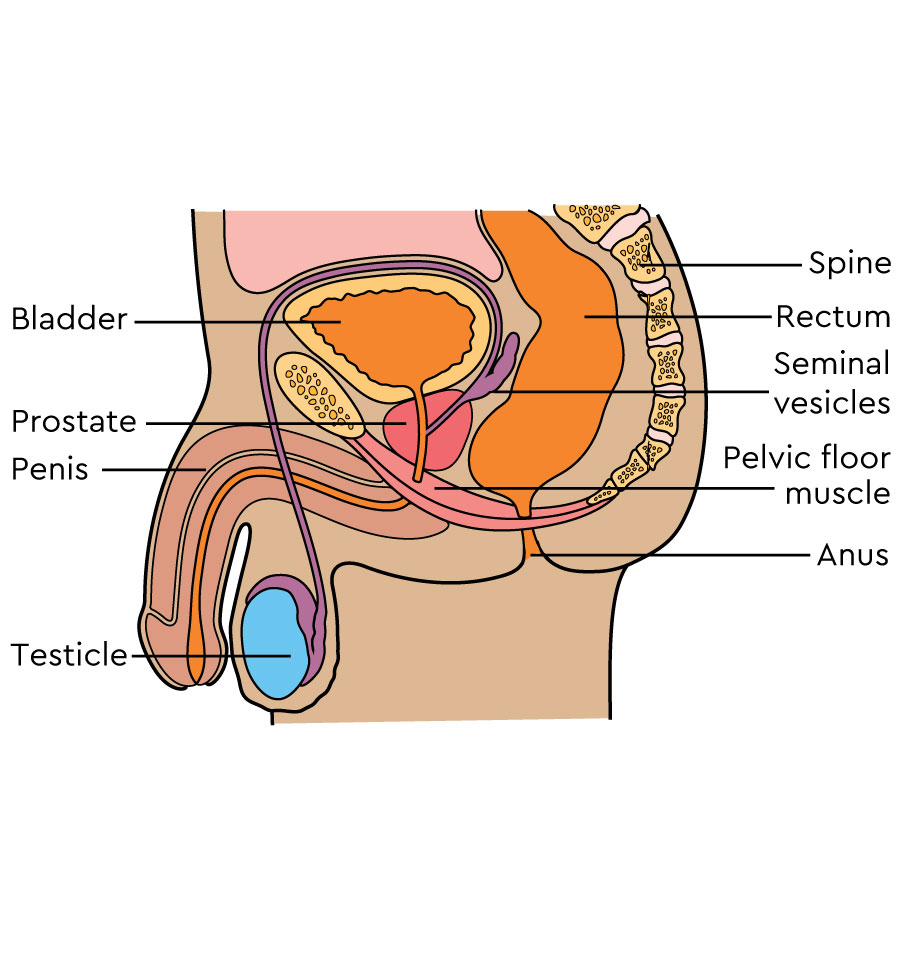 Understanding the pelvic area and sex | Macmillan Cancer Support