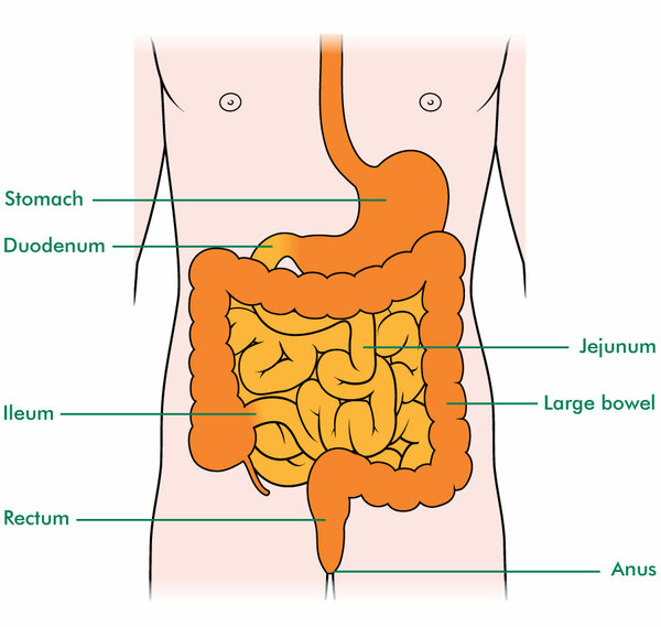 The bowel - Macmillan Cancer Support