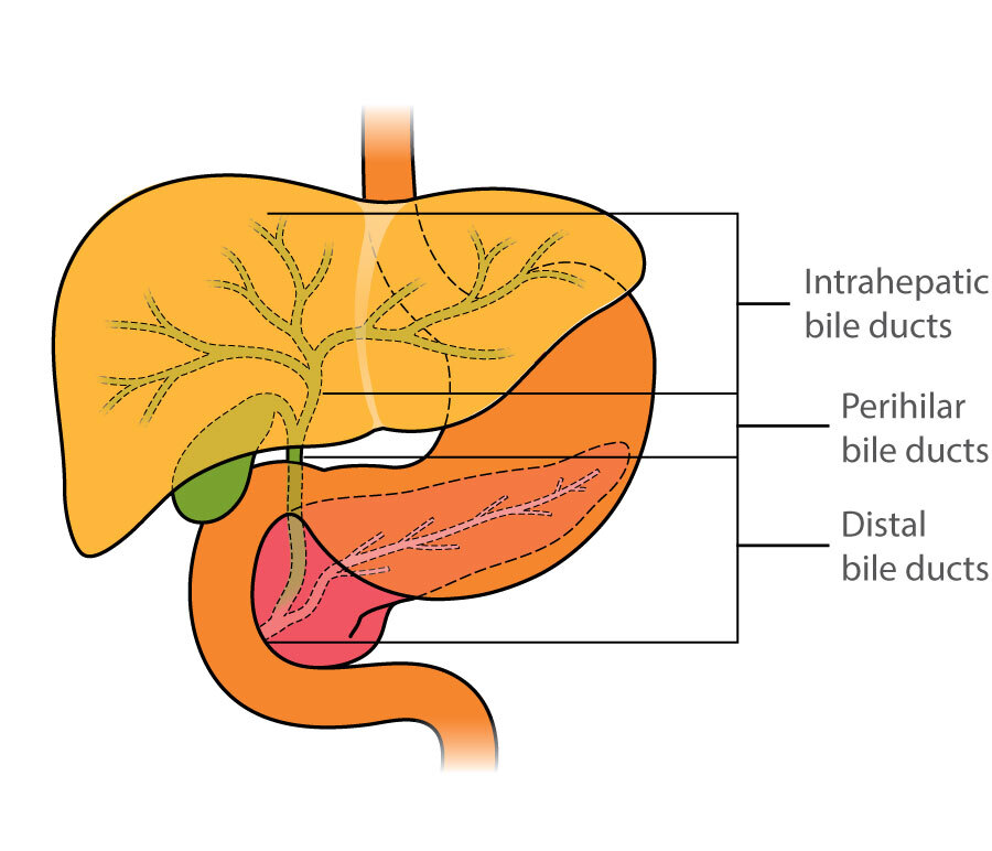 bile duct