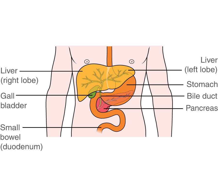 common bile duct