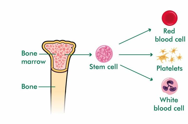 What are stem cells and bone marrow? - Macmillan Cancer ...