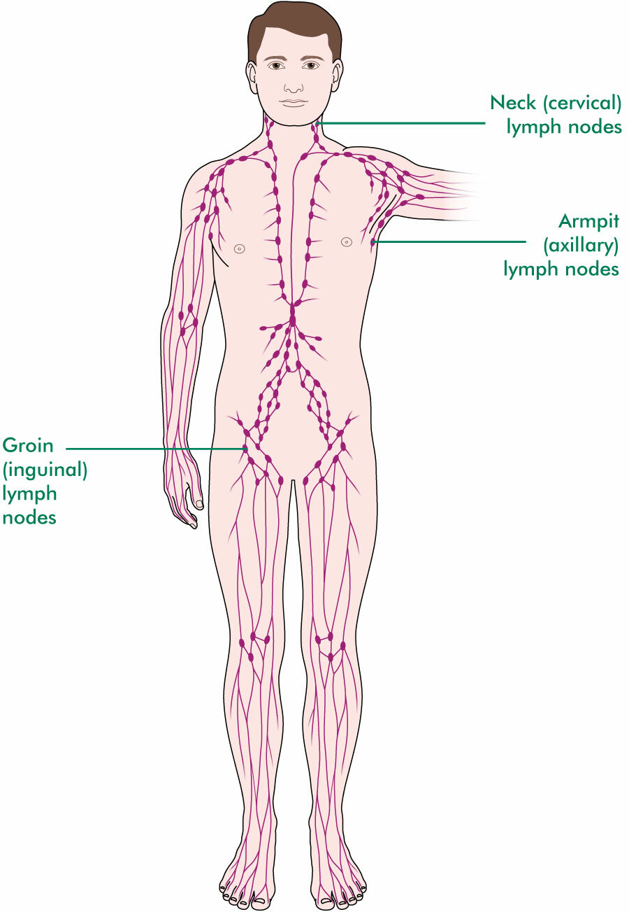 groin lymph nodes