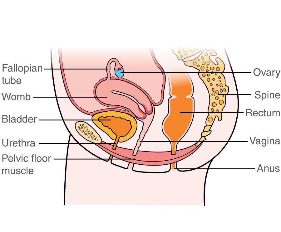 where-is-a-pelvic-located-lucretia-cheney