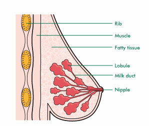 Breast Structure