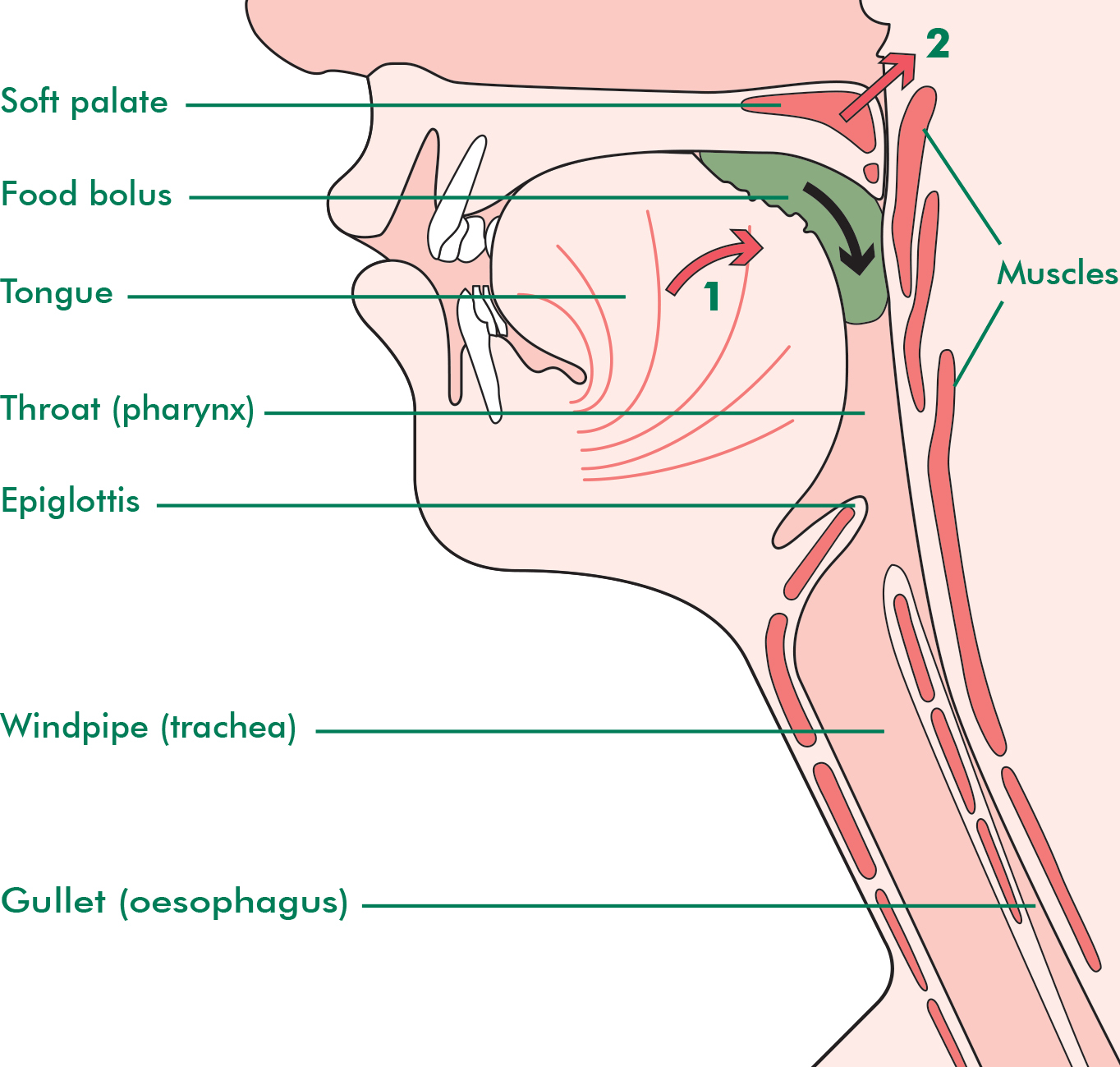 Chewing and swallowing Macmillan Cancer Support