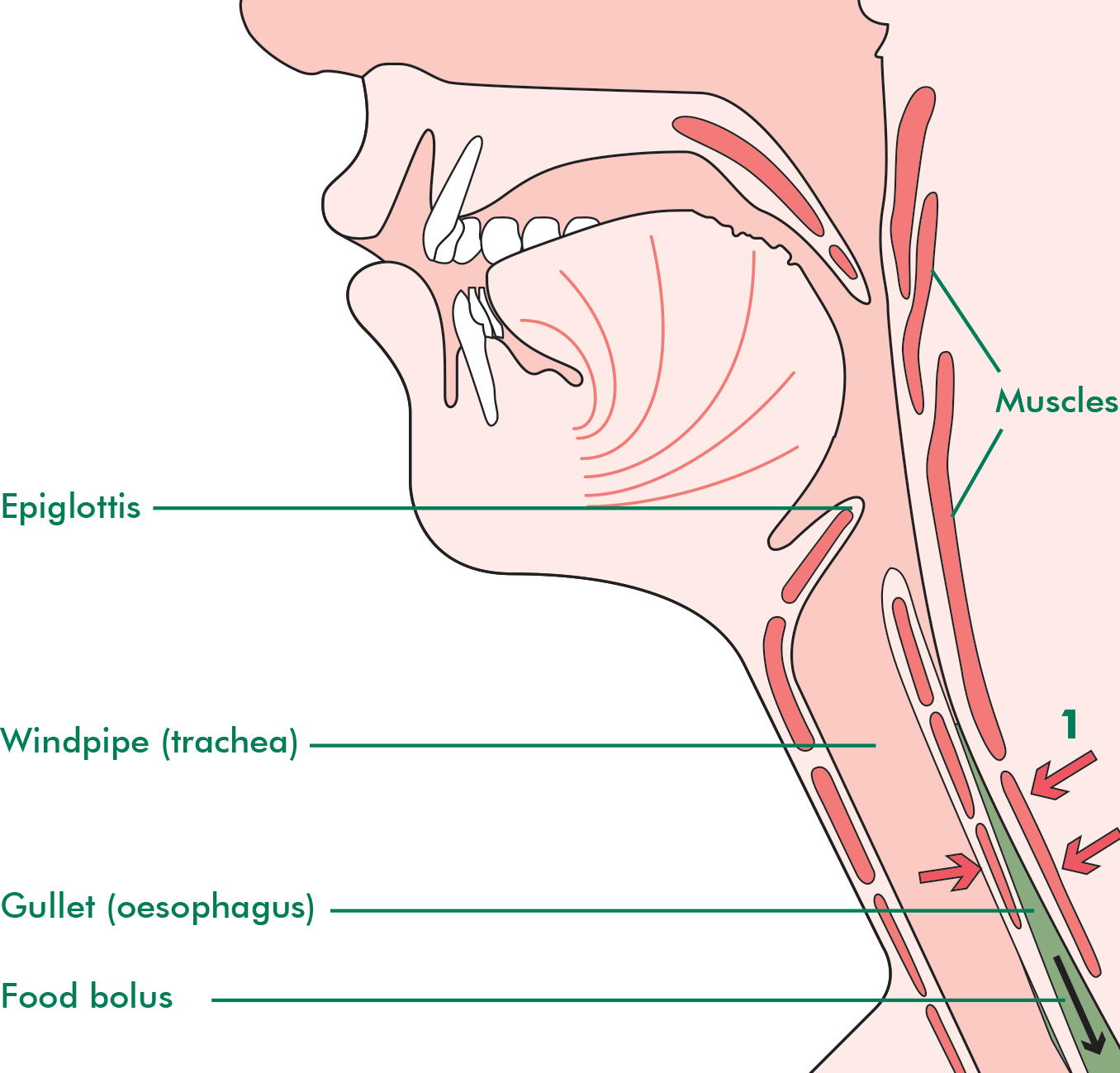 Chewing and swallowing - Macmillan Cancer Support