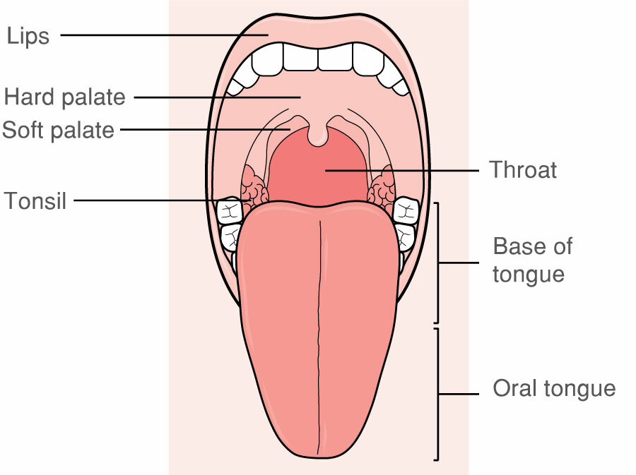 Parts Of The Throat Mouth Nose And Ears With Diagrams Macmillan Cancer Support