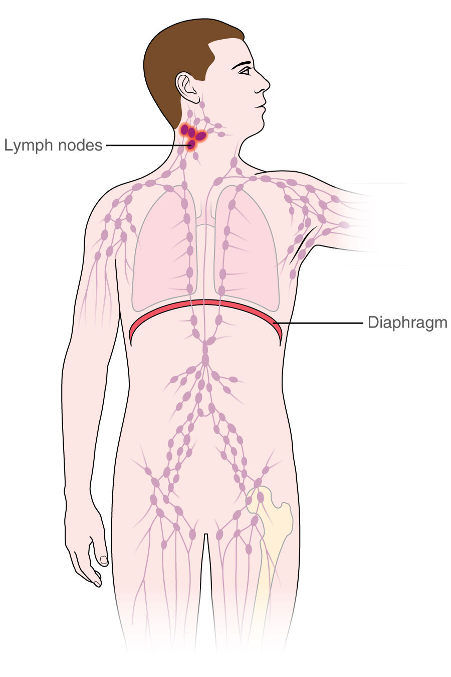 location of lymph nodes lymphoma