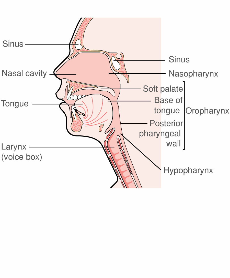 Parts Of The Throat Mouth Nose And Ears With Diagrams Macmillan Cancer Support