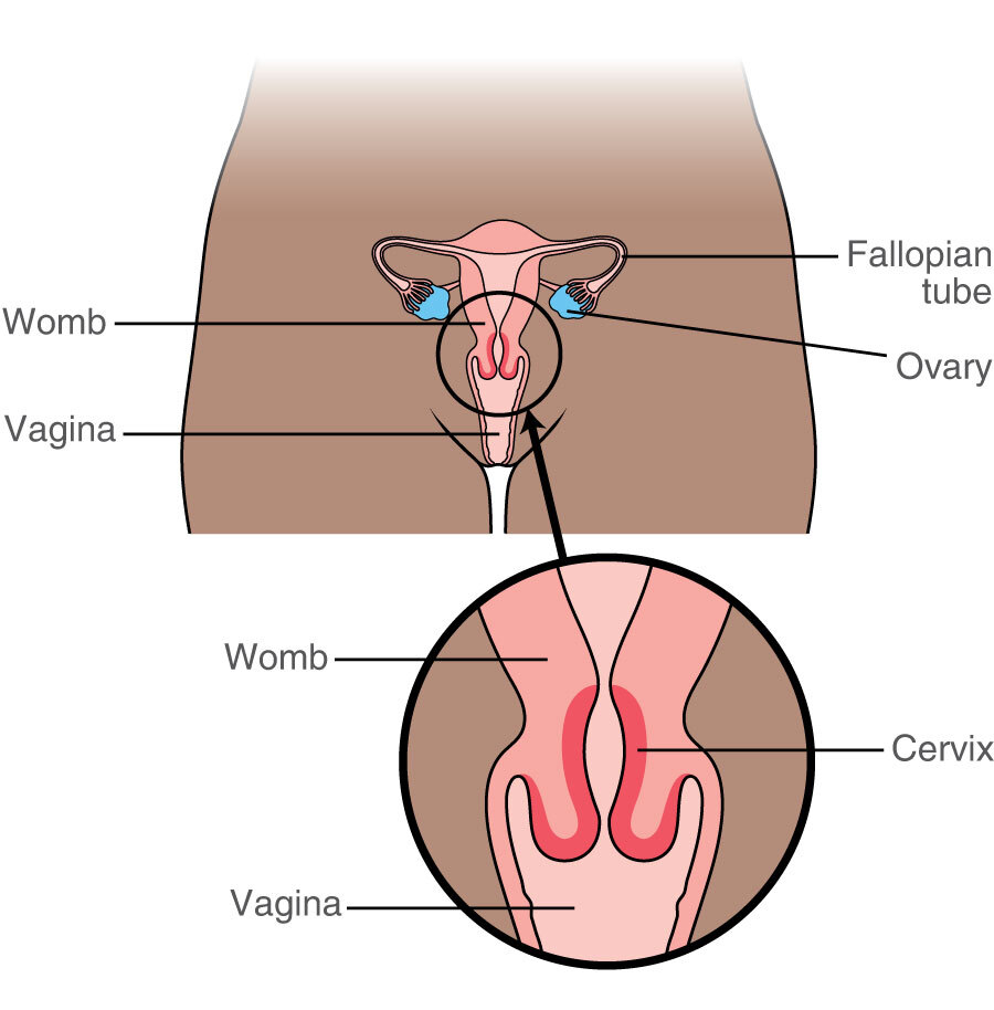 Cervix: Anatomy, Function, Changes & Conditions