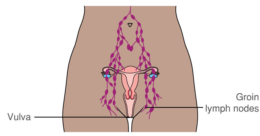 groin lymph nodes