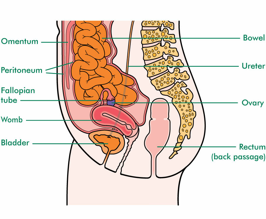 Staging And Grading Of Ovarian Cancer Macmillan Cancer Support   Macd238a Side View Ovarian With Ureter Labelled