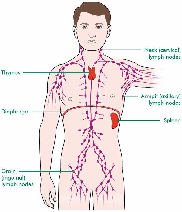 Lymphatic System And Lymph