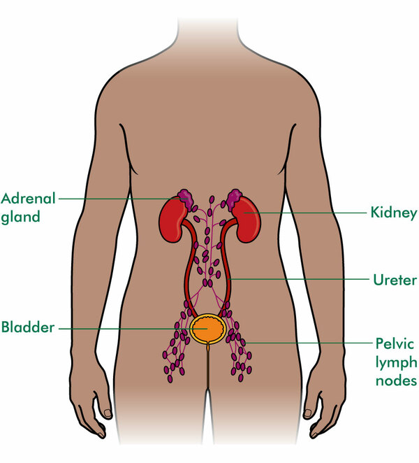 Testicular Cancer And The Lymph Nodes Macmillan Cancer Support 3717