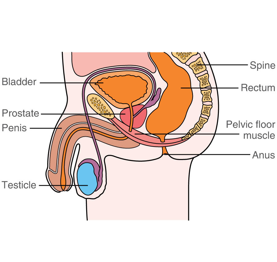 The pelvic area  Macmillan Cancer Support