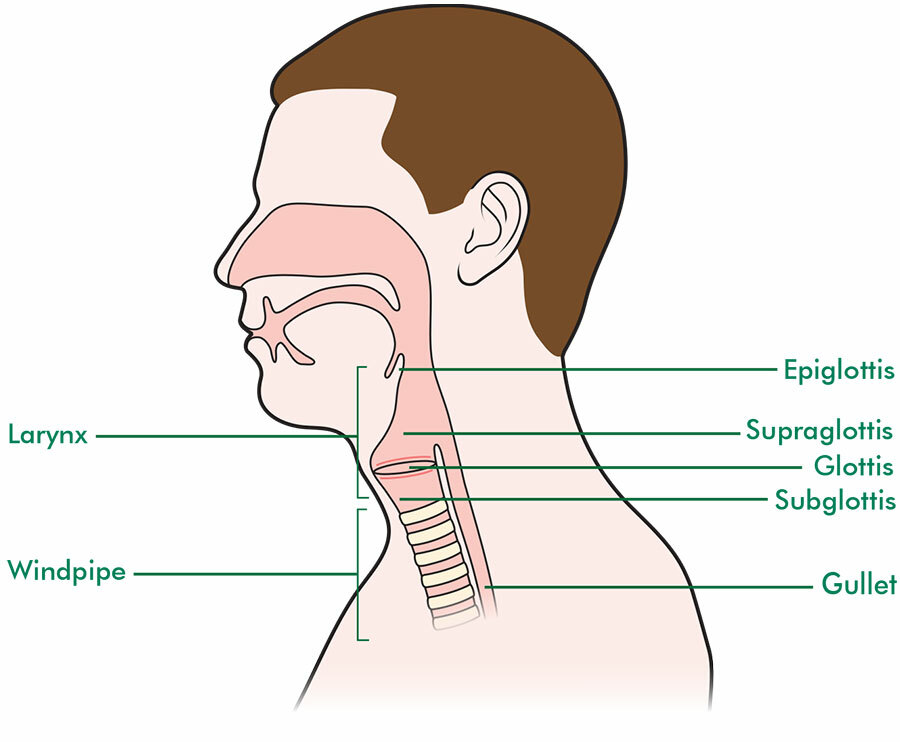 The larynx - Macmillan Cancer Support