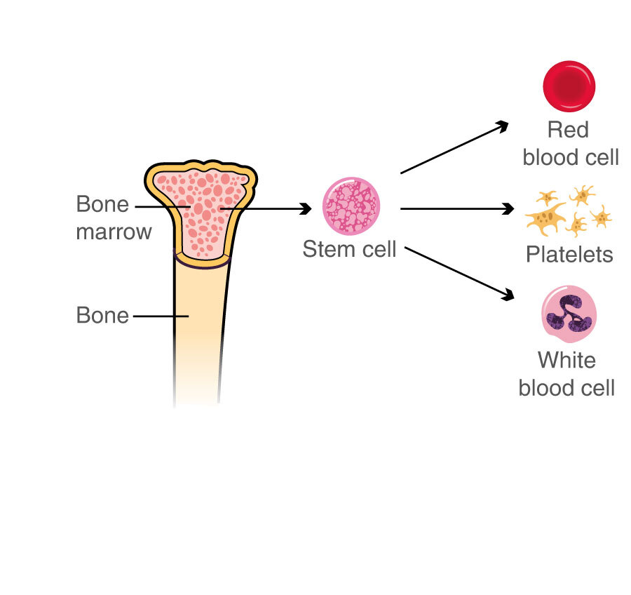 bone marrow cells