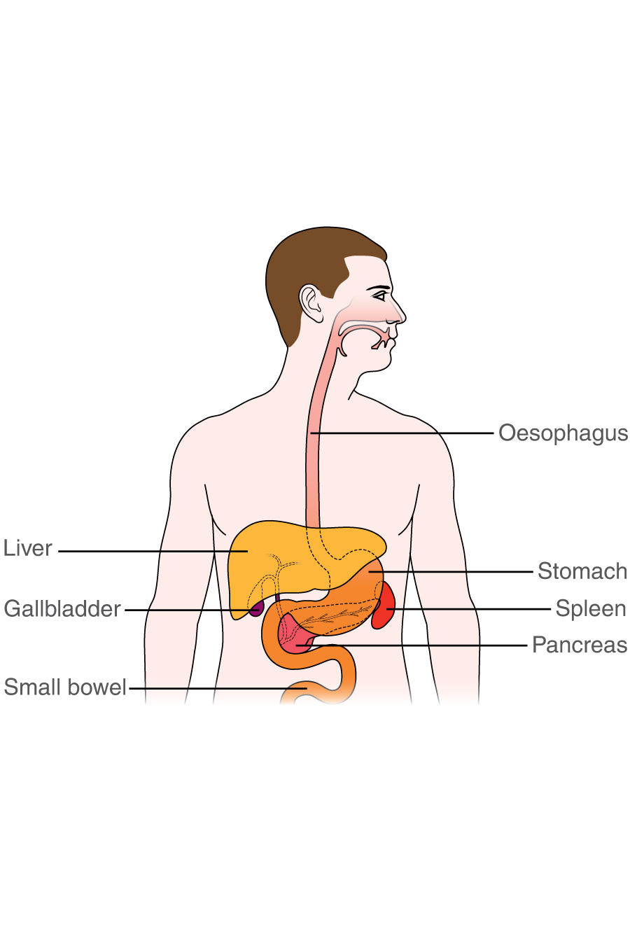 inside the stomach