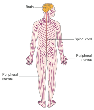 Comfortable Bras For Those Affected by Chemotherapy-Associated Peripheral  Neuropathy Peripheral nerve damage can occur with patients who undergo