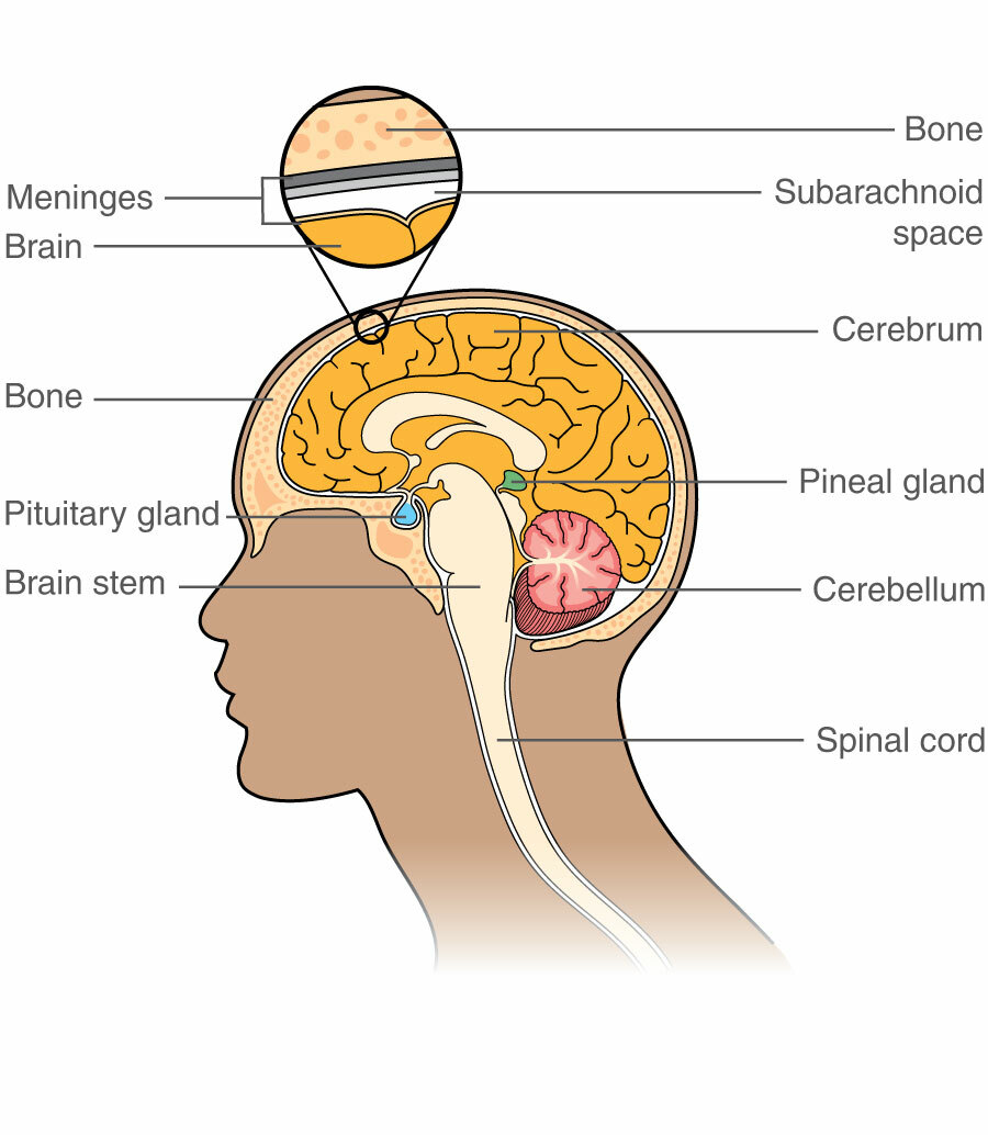 inside brain parts