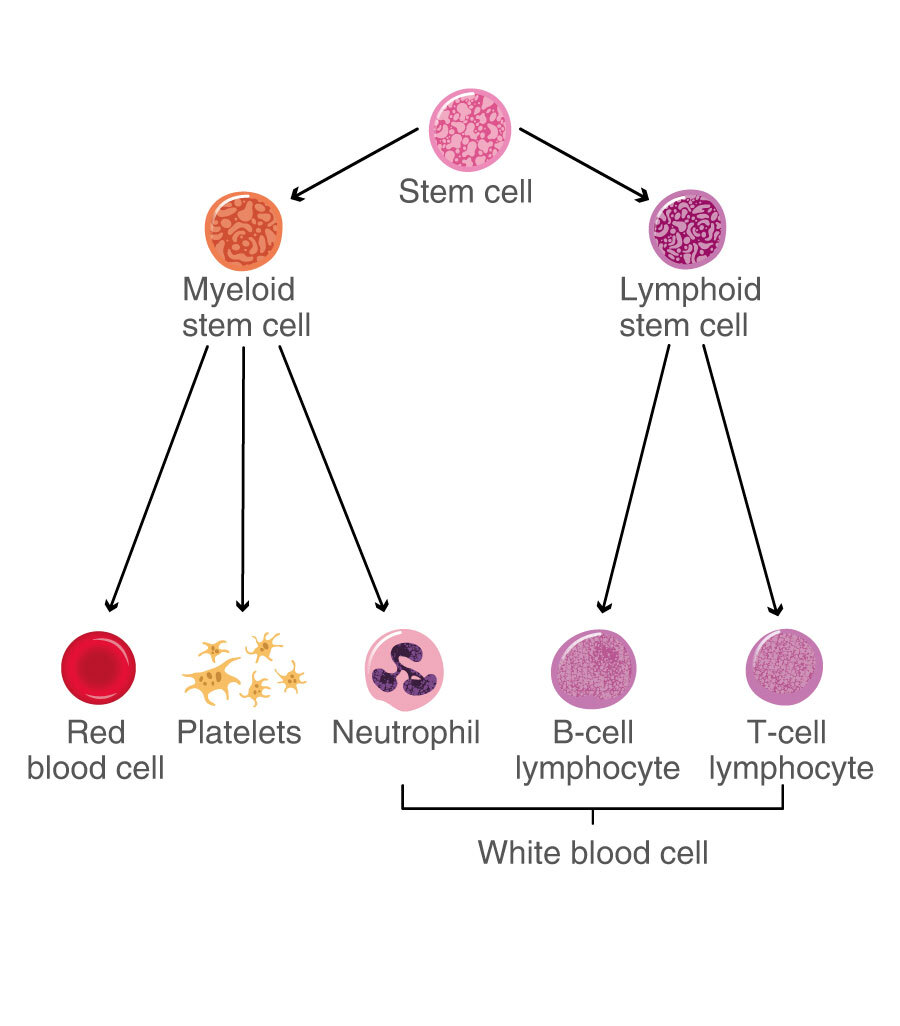 red blood cells diagram labelled simple