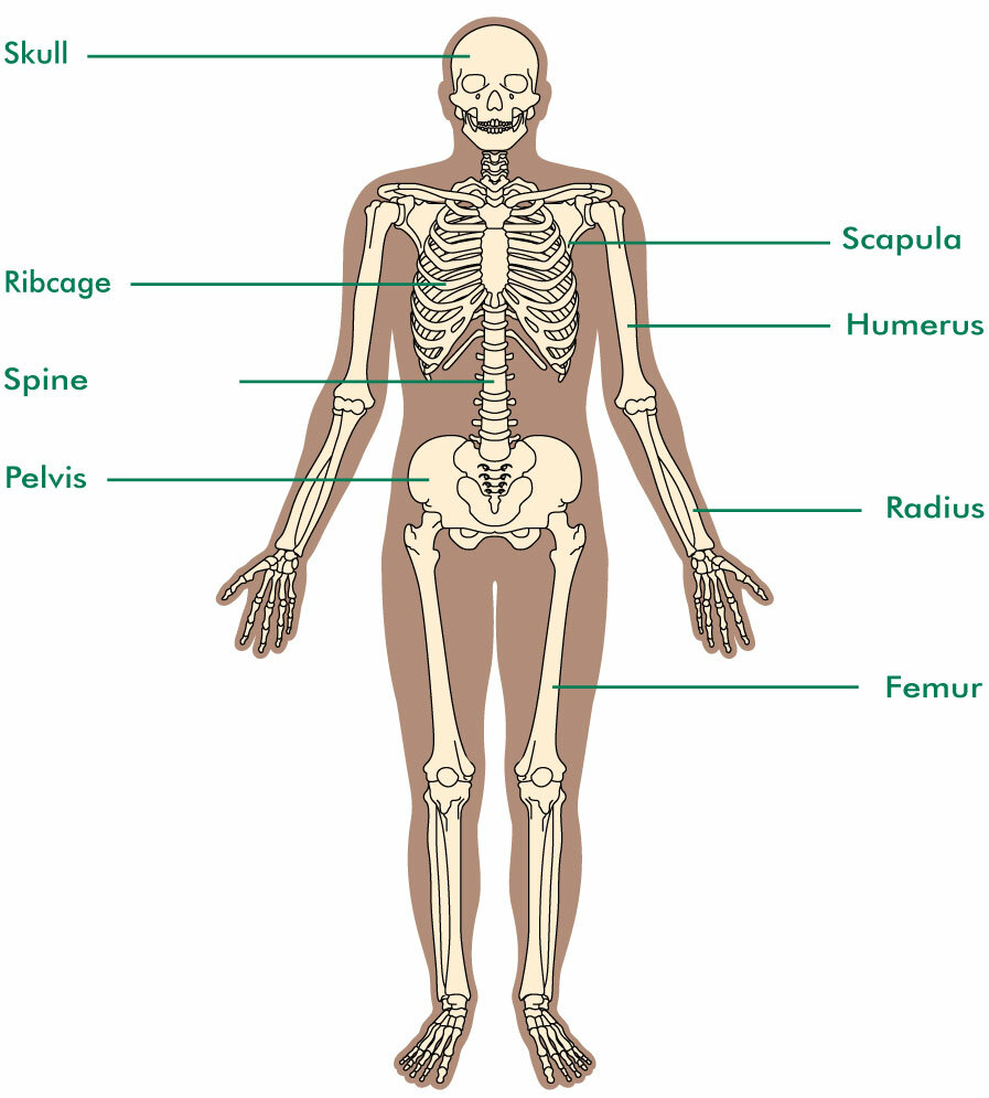 About the skeleton  Macmillan Cancer Support