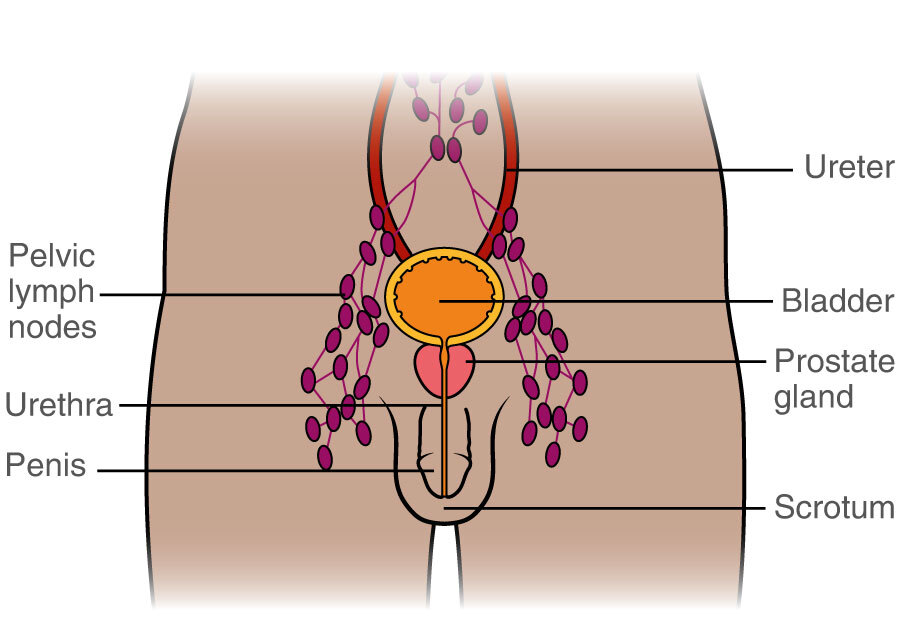 male inguinal lymph nodes