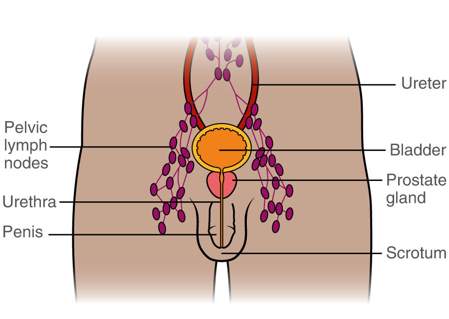 Why do my lymph nodes swell?