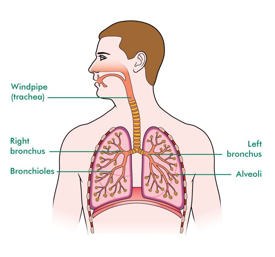 The lungs - Macmillan Cancer Support