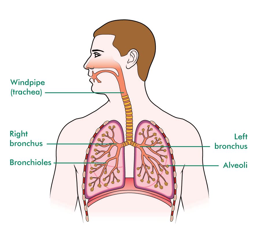 trachea