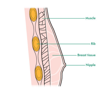 Breast Tissue Diagram