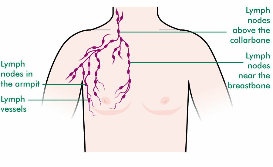 Surface Anatomy: Lymphatics and Vessels of the Breast