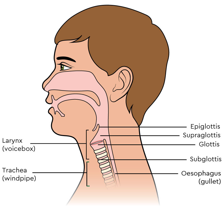 subglottis