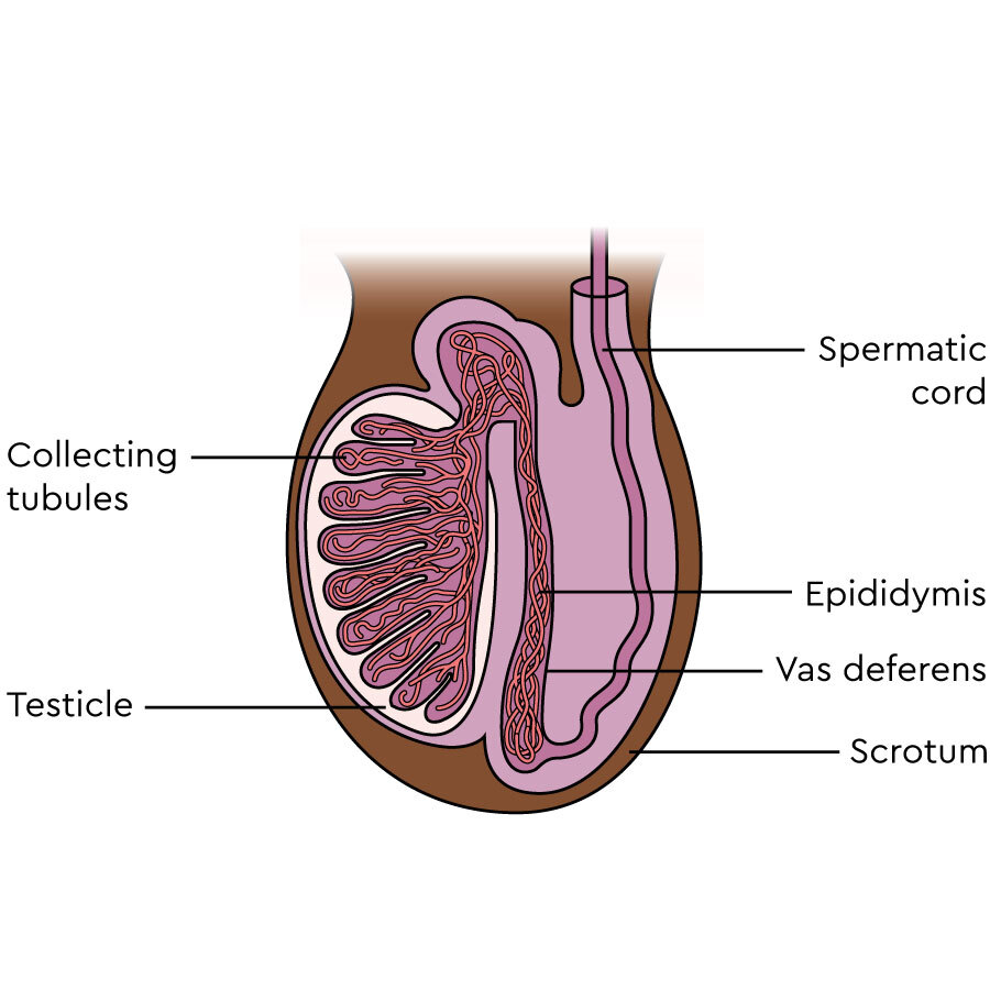 The testicles  Macmillan Cancer Support